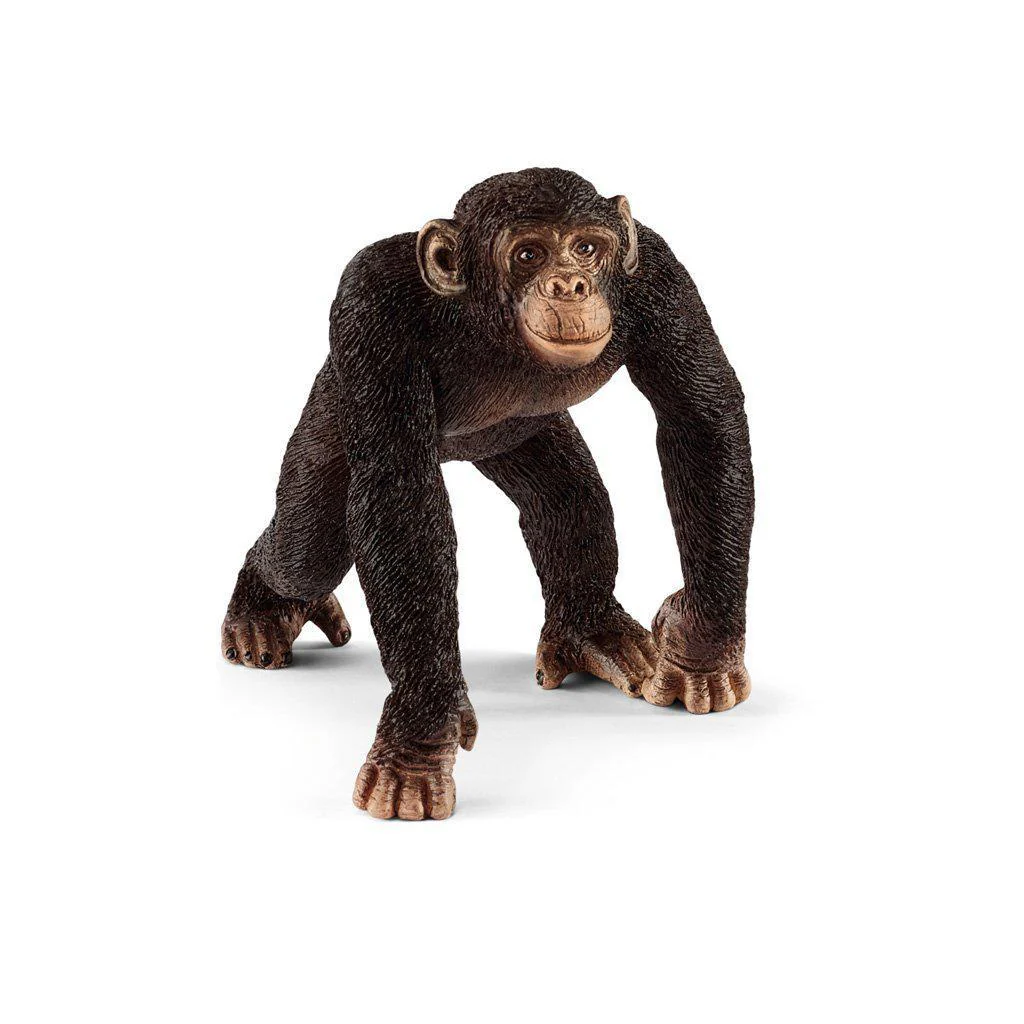 Chimpanzee, Male