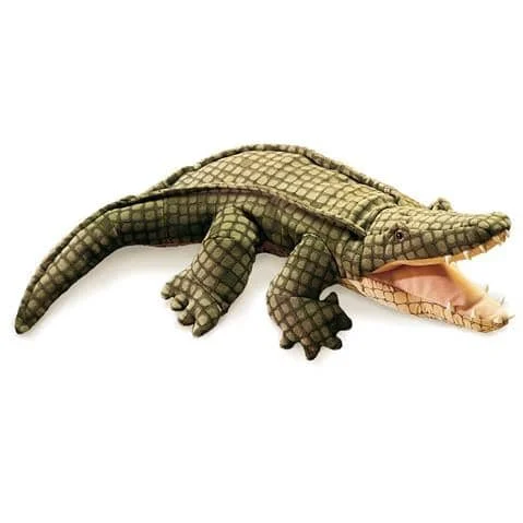 American Alligator