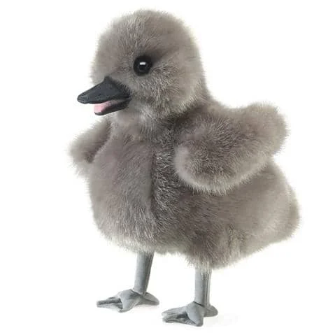Baby Swan