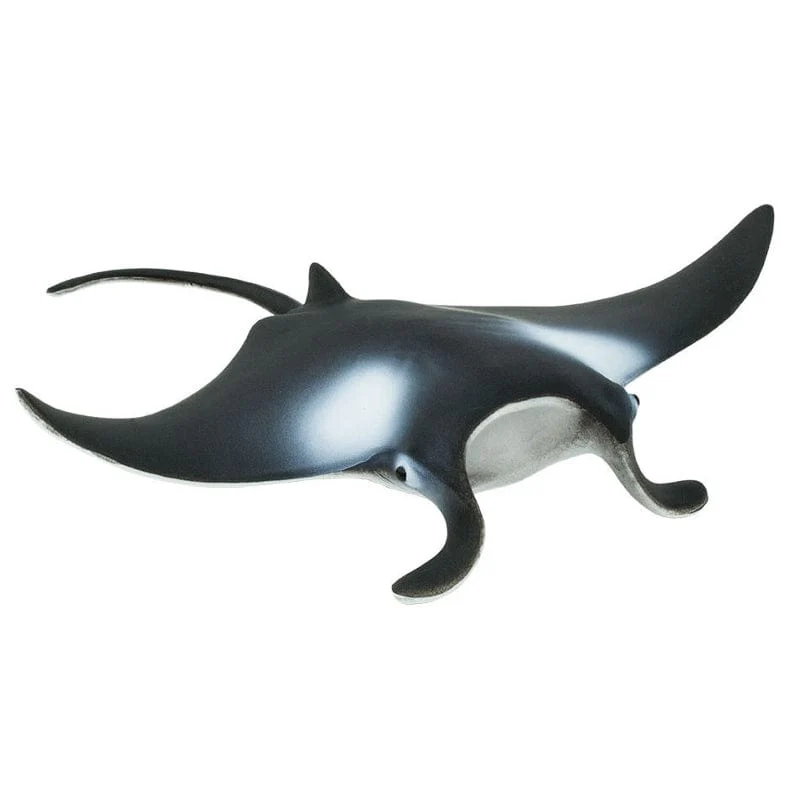 277729 Manta Ray